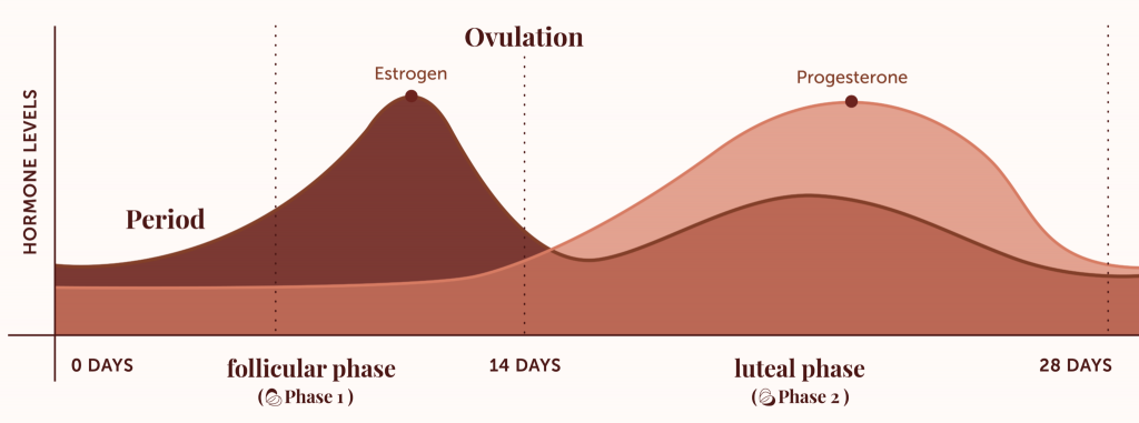 Understanding Your Menstrual Cycle: Exploring the 4 Phases