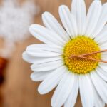 trying to conceive: acupuncture for fertility